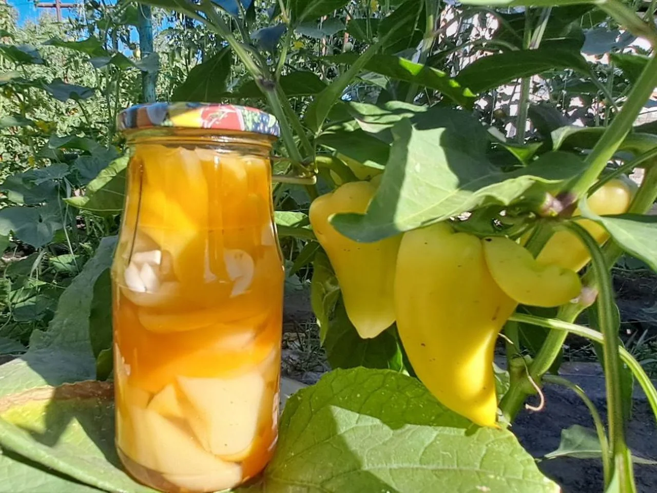 Сладкий перец на зиму